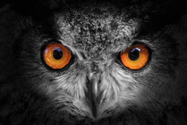 Bird Fauna Owl Close — Foto Stock