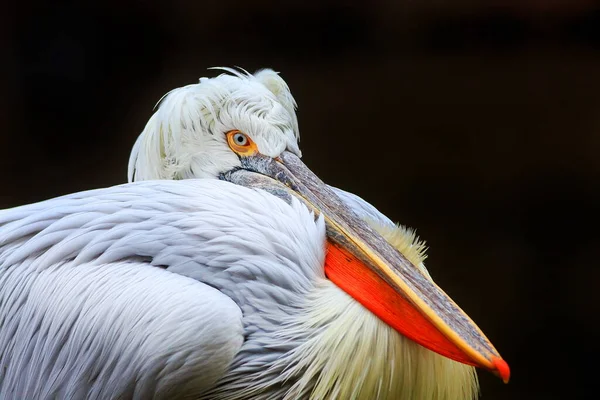 Птах Пелікан — стокове фото