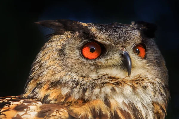 Eurasian Eagle Owl Portrait Daytime Shot Wild Nature — Stock Photo, Image
