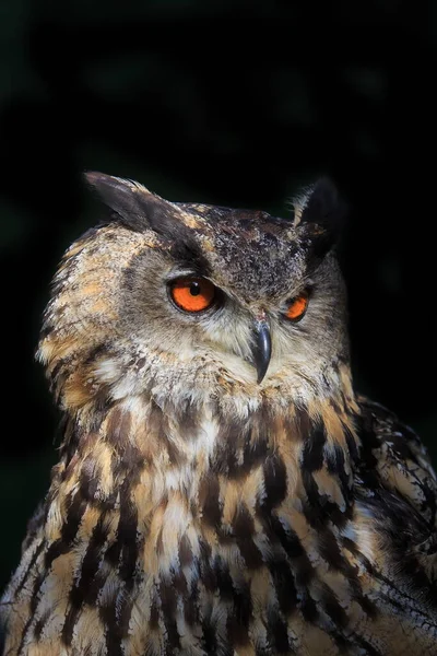 Eurasian Eagle Owl Portrait Daytime Shot Wild Nature — Foto de Stock