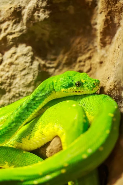 Green Snake Terrarium — Stock Photo, Image