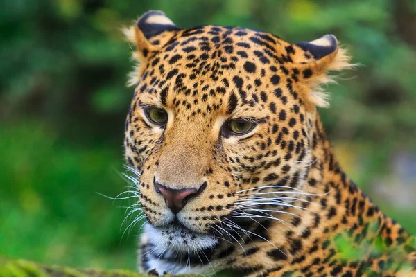 Adult Cheetah Acinonyx Jubatus Wild — Stock Photo, Image