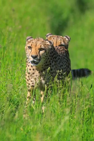 Cheetah Acinonyx Jubatus Retrato Cercano — Foto de Stock