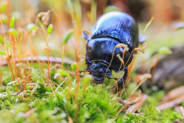 Beetle Grass Garden — Fotografie, imagine de stoc
