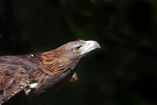 Golden Eagle Closeup Shot Blurred Background — Photo