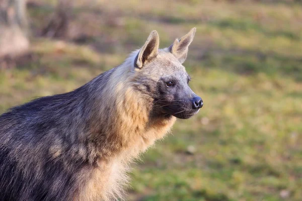 Bruine Hyena Het Bos — Stockfoto