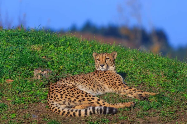 Adult Cheetah Acinonyx Jubatus Wild — 图库照片