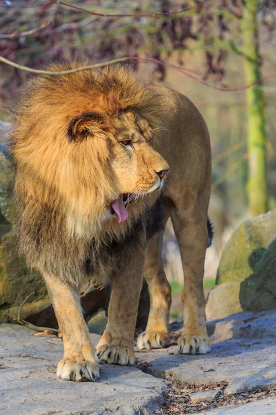 Majestic Lion Wild Nature — Stockfoto