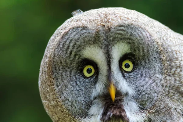 Great Grey Owl Wild Nature — Stock Photo, Image