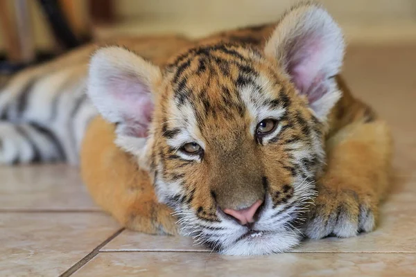 Filhote Tigre Siberiano Retrato Close — Fotografia de Stock