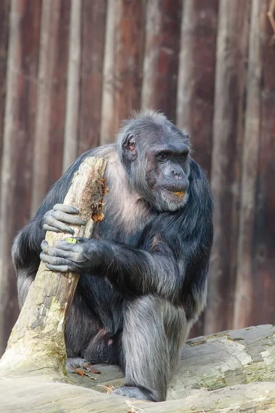 Portrait Gorille Adulte Dans Zoo Jour — Photo