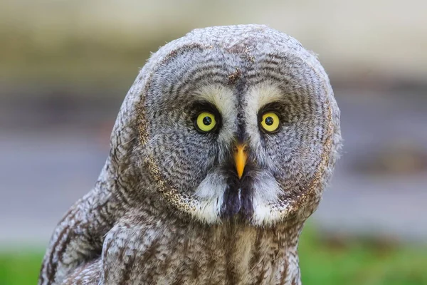 Gran Búho Gris Naturaleza Salvaje — Foto de Stock