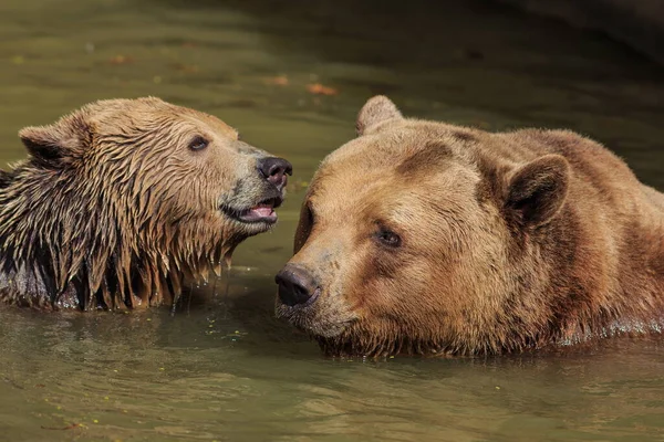 Bears Swimming River Closeup — Stock Photo, Image