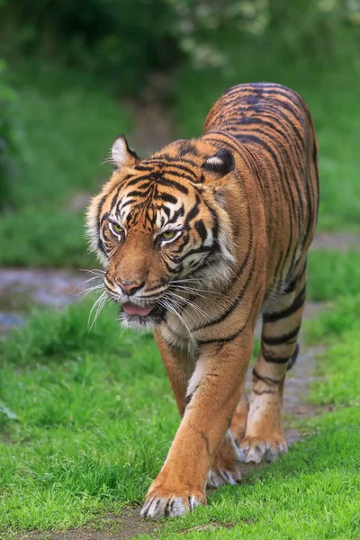 Τίγρης Σουματράν Στο Ζωολογικό Κήπο — Φωτογραφία Αρχείου
