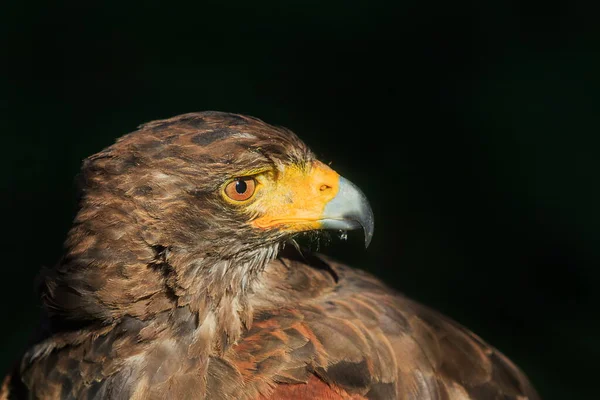 Golden Eagle Close Schot Met Wazig Achtergrond — Stockfoto