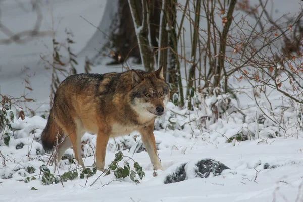 Lobo Macho Euroasiático Canis Lupus Lupus Bosque Nevado —  Fotos de Stock