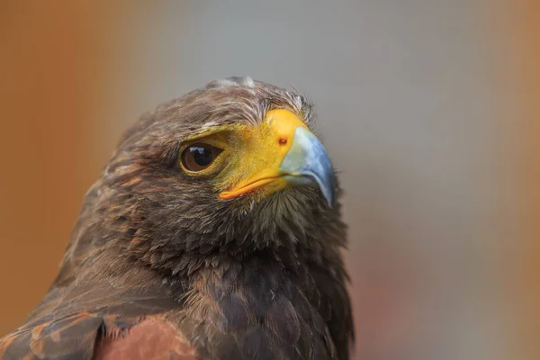 Female Golden Eagle Portrait — Stock Photo, Image