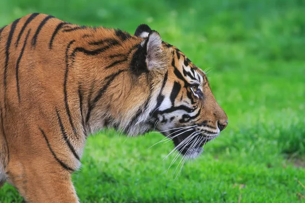 Sumatran Tiger Zoo — Stockfoto