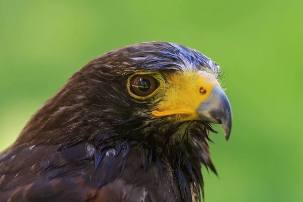 Golden Eagle Closeup Shot Blurred Background — Stockfoto