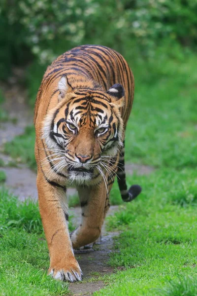 Sumatra Tiger Zoo — Stockfoto