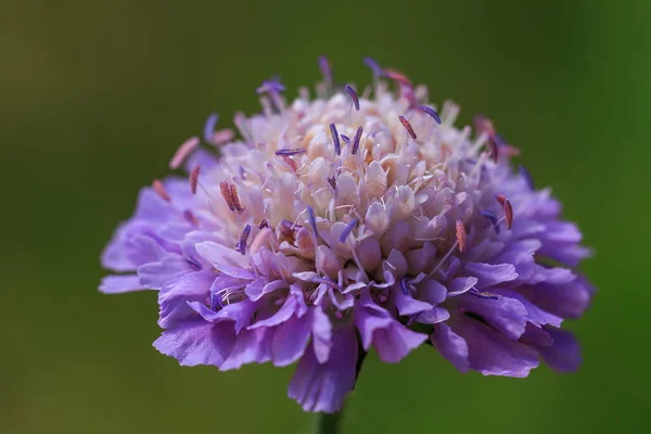 Bulanık Arkaplanda Mor Çiçeğin Yakın Plan Görüntüsü — Stok fotoğraf