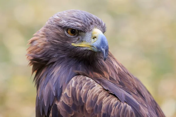Golden Eagle Κοντινό Πλάνο Θολή Φόντο — Φωτογραφία Αρχείου