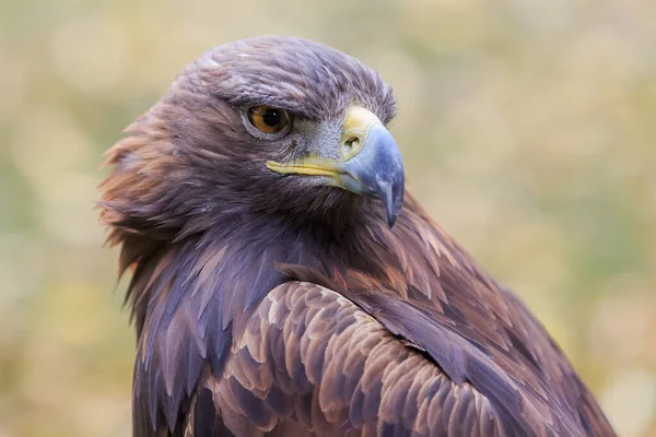 Aquila Oro Primo Piano Colpo Con Sfondo Sfocato — Foto Stock