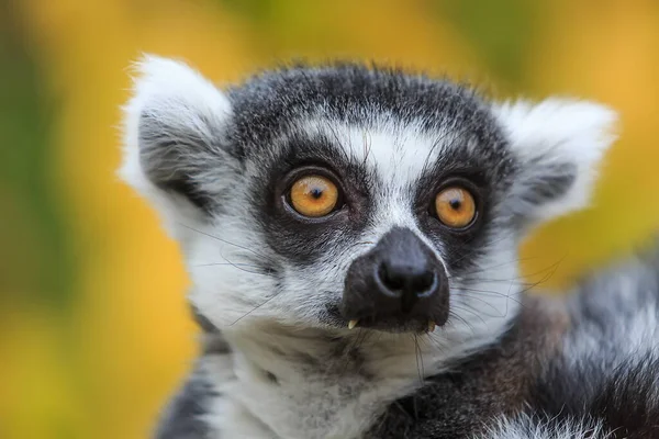 Lemur Portrait Wild Nature — 图库照片