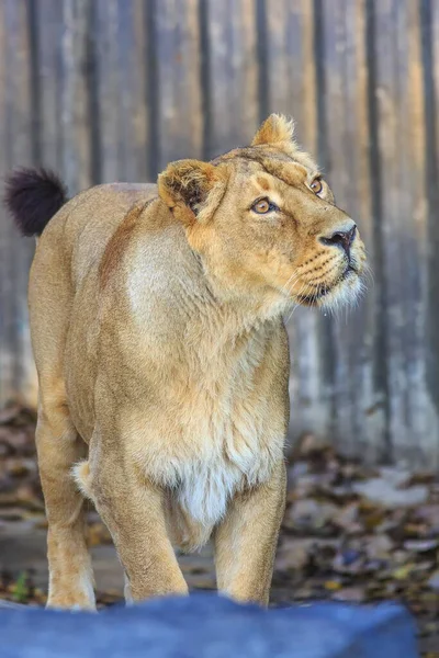 Leoa Panthera Leo Retrato Zoológico Durante Dia — Fotografia de Stock