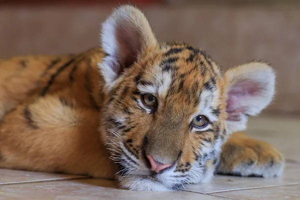 Σιβηρίας Τίγρη Cub Κοντινό Πορτρέτο — Φωτογραφία Αρχείου