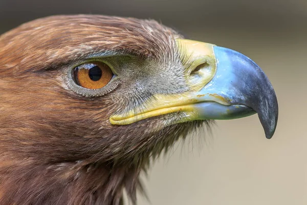 Female Golden Eagle Green Background — Stock Photo, Image