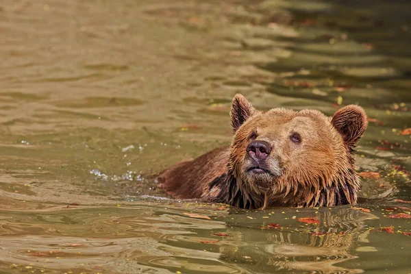 Brown bear, Ursus arctos, animal