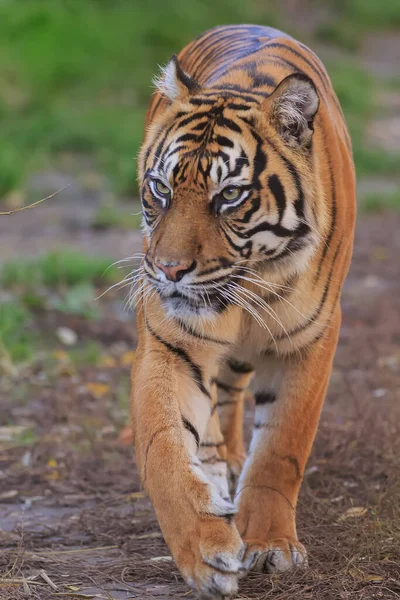 Portrait Adult Tiger Zoo Daytime — Foto Stock