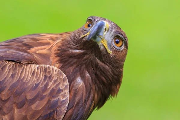 Aquila Femmina Dorata Con Sfondo Verde — Foto Stock