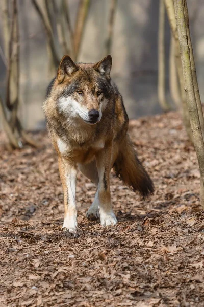 Euraziatische Wolf Het Bos Overdag — Stockfoto