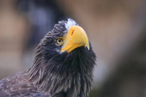 Close Portrait Eastern Eagle — Fotografia de Stock