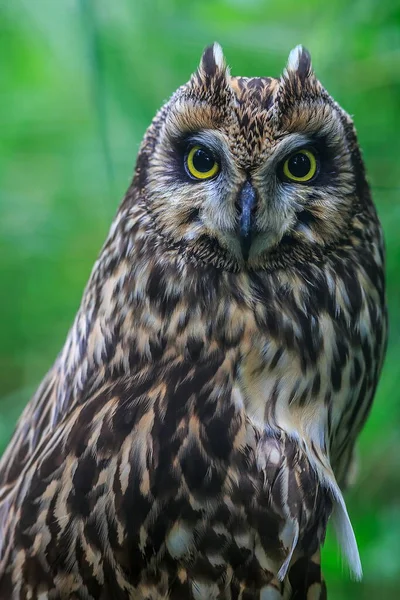 Bird Fauna Owl Close — Stockfoto