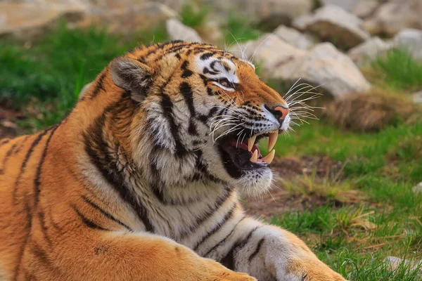 Sumatrzański Tygrys Zoo — Zdjęcie stockowe