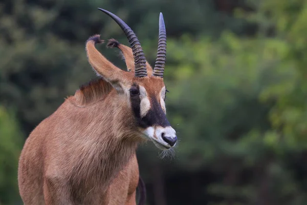 Close Sitatunga —  Fotos de Stock