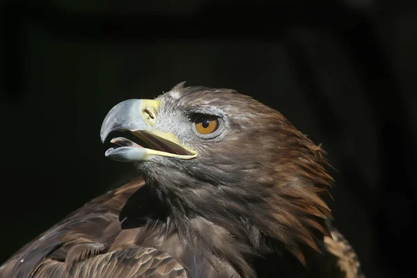Golden Eagle Closeup Shot Blurred Background — Zdjęcie stockowe
