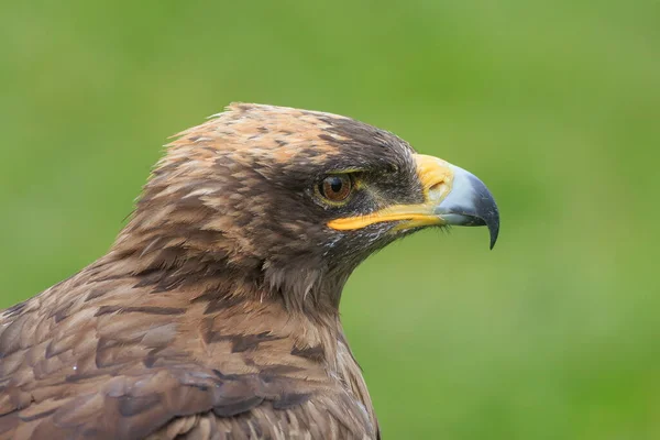 Golden Eagle Closeup Shot Blurred Background — Stock Photo, Image