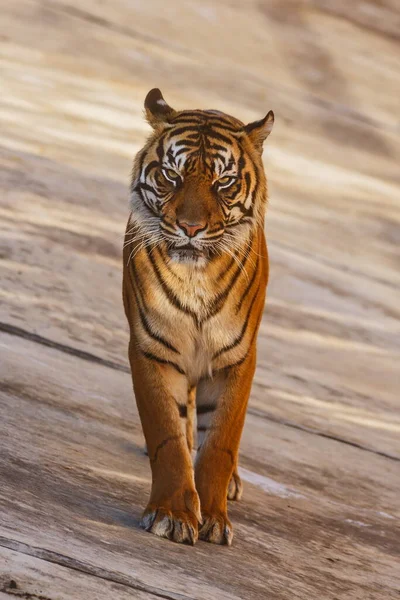 Portret Van Volwassen Tijger Dierentuin Overdag — Stockfoto