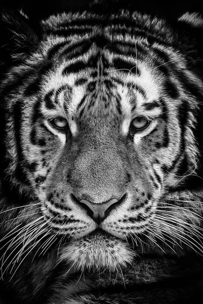 Szumátrai Tigris Állatkertben — Stock Fotó