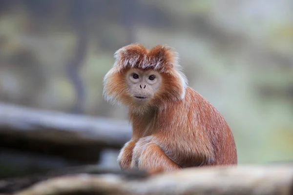 Portrait Javan Lutung Fond Flou — Photo