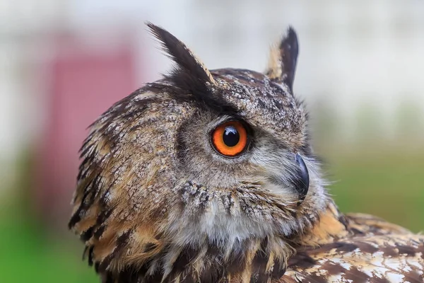 Eurasiático Águia Coruja Retrato Durante Dia Tiro Natureza Selvagem — Fotografia de Stock