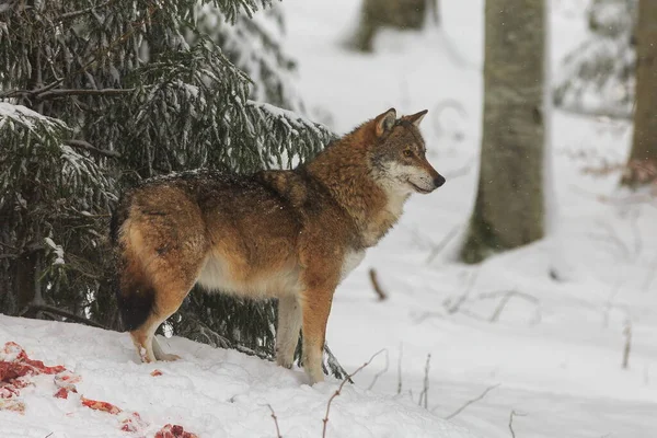 Mężczyzna Eurazjatycki Wilk Canis Toczeń Toczeń Śnieżnym Lesie — Zdjęcie stockowe