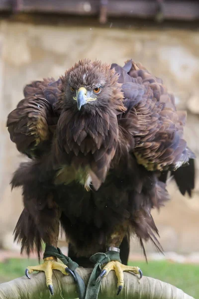 Eagle Wild Bird — Stockfoto