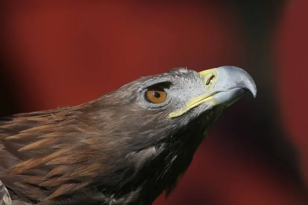 Golden Eagle Closeup Shot Blurred Background — Stock Photo, Image