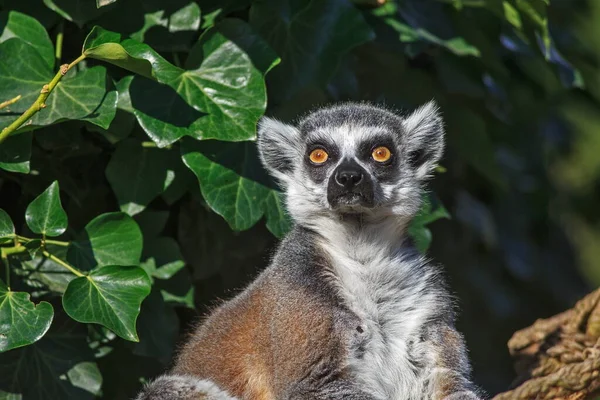 Lemur Portrait Wild Nature — Stock Photo, Image