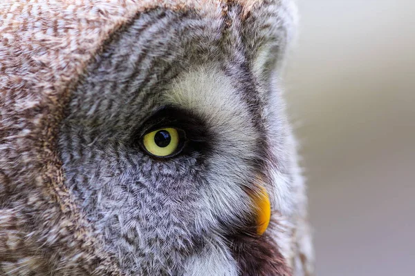 Gran Búho Gris Naturaleza Salvaje — Foto de Stock